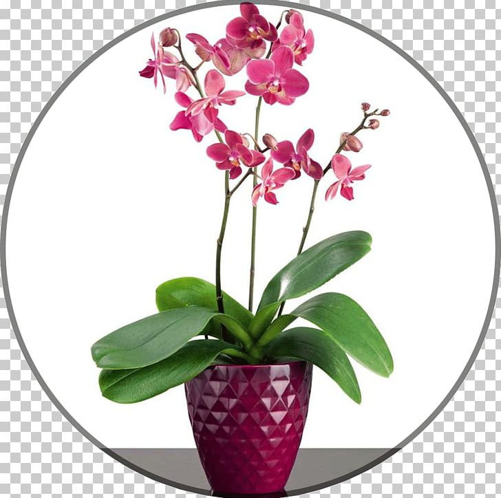 Moth Orchids Flowerpot Vrt PNG, Clipart, Berry, Cattleya, Cattleya Orchids, Ceramic, Cut Flowers Free PNG Download