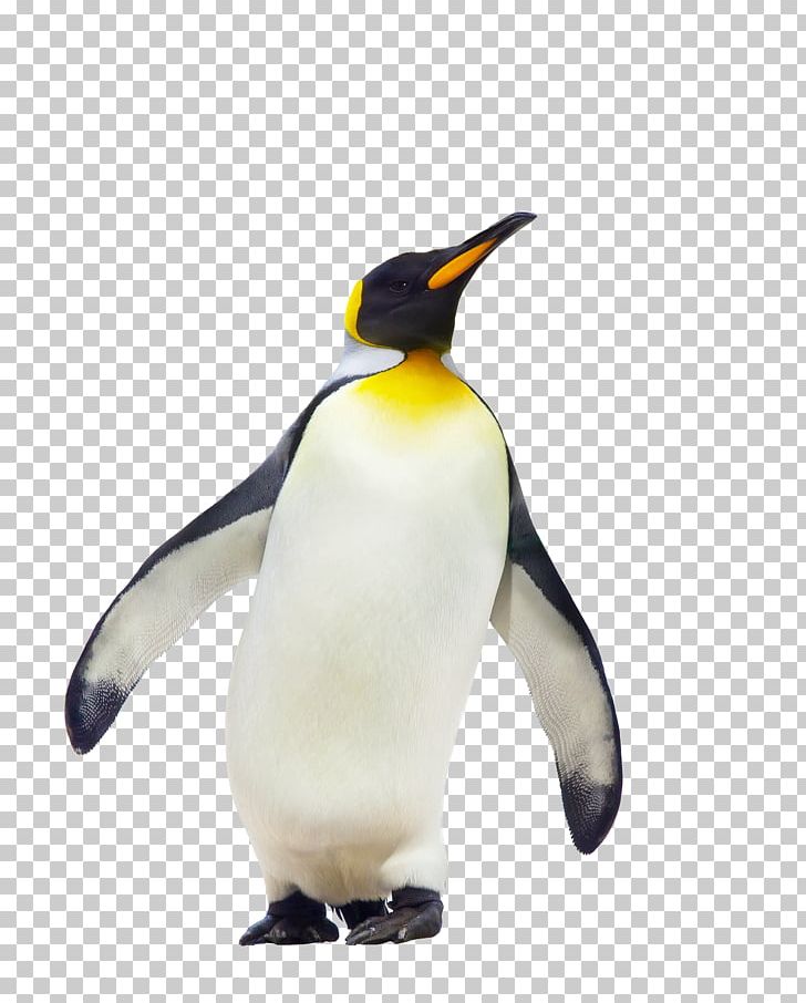 CfE Higher Geography Course Notes King Penguin Fauna PNG, Clipart, Akitaclub, Albino, Animals, Awesome, Beak Free PNG Download