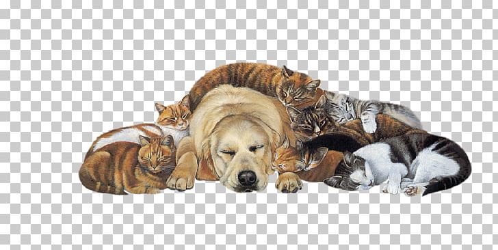 Golden Retriever Shih Tzu Cat Puppy Pet PNG, Clipart, Animal, Animals, Carnivoran, Cat, Dog Free PNG Download