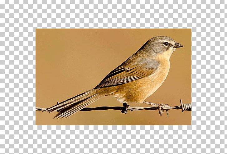 House Sparrow Ortolan Bunting Lark Finch Old World PNG, Clipart, Animals, Beak, Bird, Bunting, Chickadee Free PNG Download