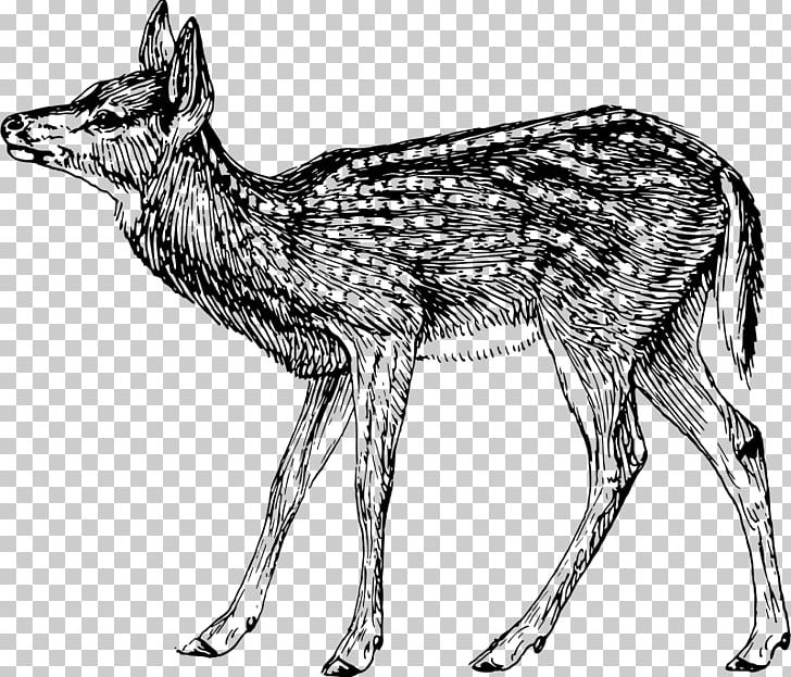 Jackal Gray Wolf Musk Deer Red Fox PNG, Clipart, Animal, Animals, Antelope, Black And White, Camel Free PNG Download