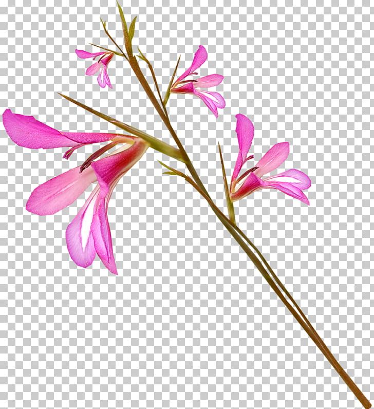 Photography Flower PNG, Clipart, Autumn Flowers, Bahar Cicekleri, Branch, Cut Flowers, Digital Image Free PNG Download