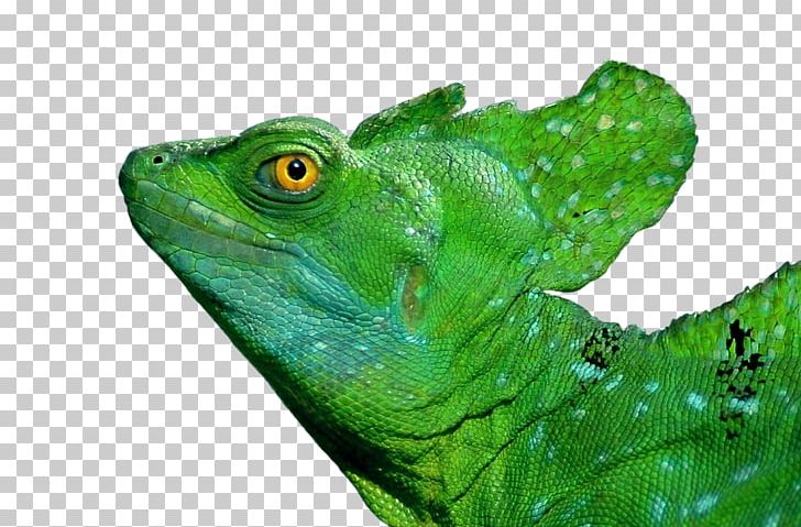 Lizard Reptile Plumed Basilisk Common Basilisk Green Iguana PNG, Clipart, Amphibian, Animal, Animals, Common Basilisk, Common Iguanas Free PNG Download