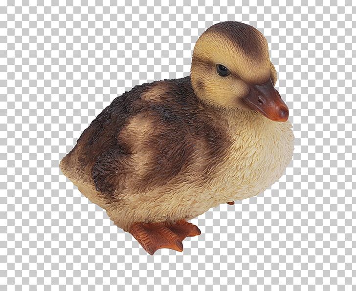 Mallard Duckling Duckling Bird PNG, Clipart, Animal, Animals, Beak, Bird, Cat Free PNG Download