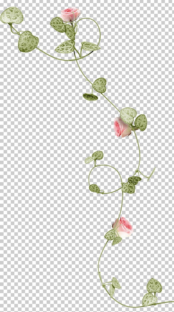 Vine Beach Rose Plant PNG, Clipart, Beach Rose, Branch, Color, Flora, Floral Design Free PNG Download