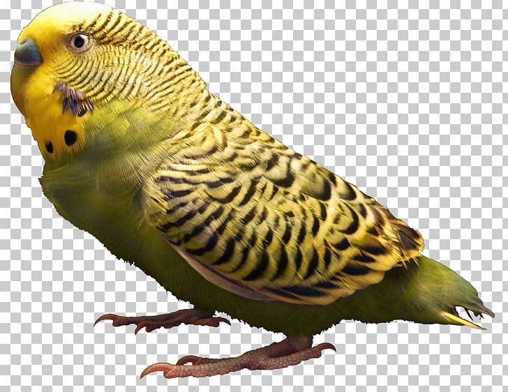 Budgerigar Bird Parrot Parakeet Pet PNG, Clipart, Animal, Animals, Beak, Bird, Budgerigar Free PNG Download