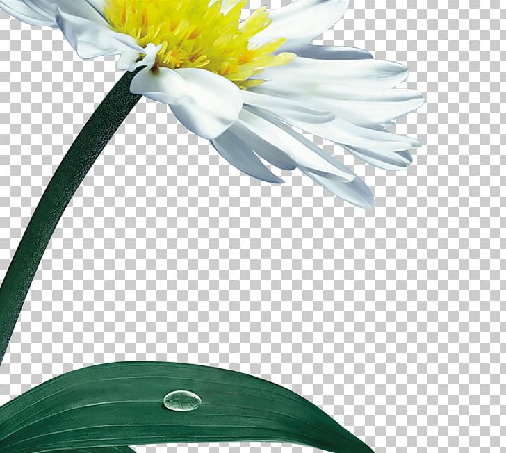Chrysanthemum Indicum Eastern Depot Flower PNG, Clipart, Chrysanthemum Chrysanthemum, Chrysanthemums, Computer Wallpaper, Daisy Family, Encapsulated Postscript Free PNG Download
