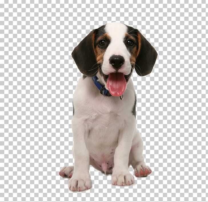 Dog Food Puppy Pet Sitting PNG, Clipart, Animals, Carnivoran, Cartoon Dog, Companion Dog, Cuteness Free PNG Download