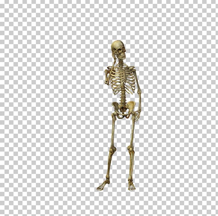 Human Skeleton Bone Skull PNG, Clipart, Banco De Imagens, Depositphotos, Fantasy, Figurine, Homo Sapiens Free PNG Download