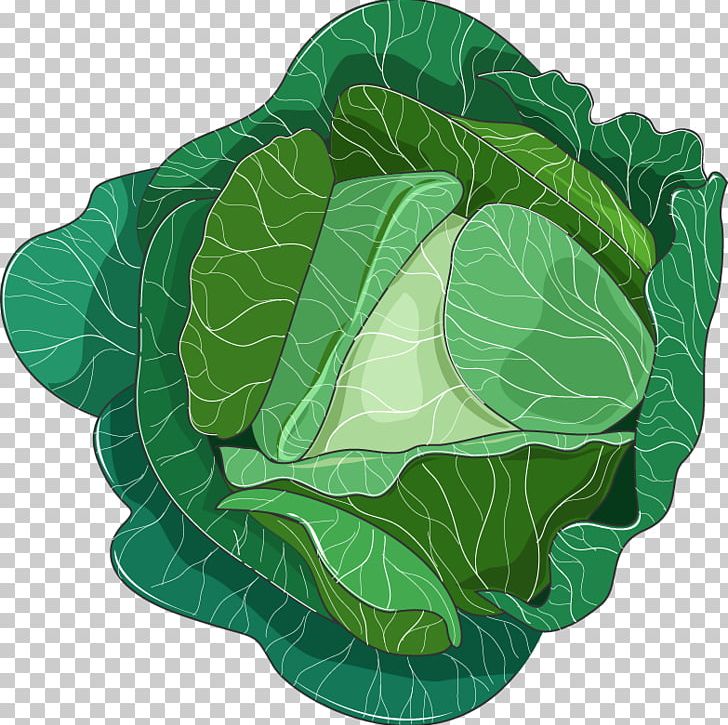 Leaf Vegetable Collard Greens Savoy Cabbage Spring Greens PNG, Clipart, Brassica Oleracea, Cabbage, Collard Greens, Food, Leaf Free PNG Download