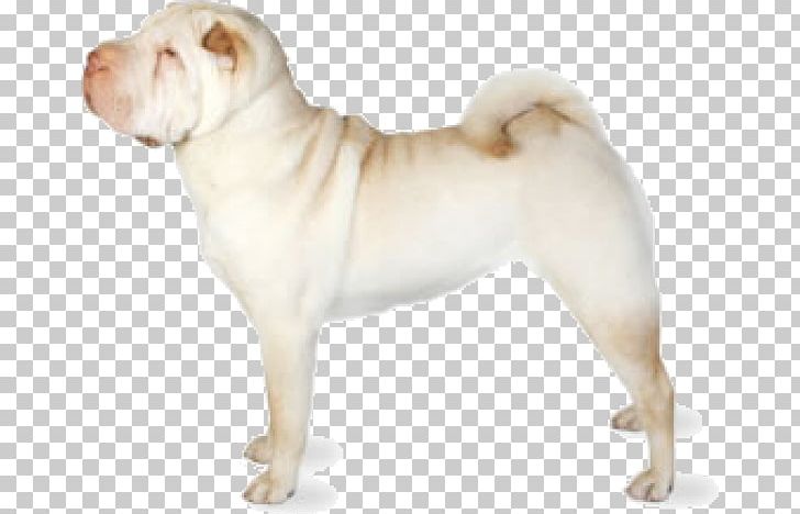 Mini Shar Pei Puppy Bone-mouth Chinese Shar-Peis PNG, Clipart, American Kennel Club, Ancient Dog Breeds, Animals, Breed, Bulldog Free PNG Download