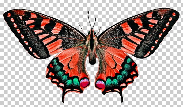Monarch Butterfly Insect Wing Insect Migration PNG, Clipart, Arthropod, Brush Footed Butterfly, Butterflies And Moths, Butterfly, Euploea Core Free PNG Download