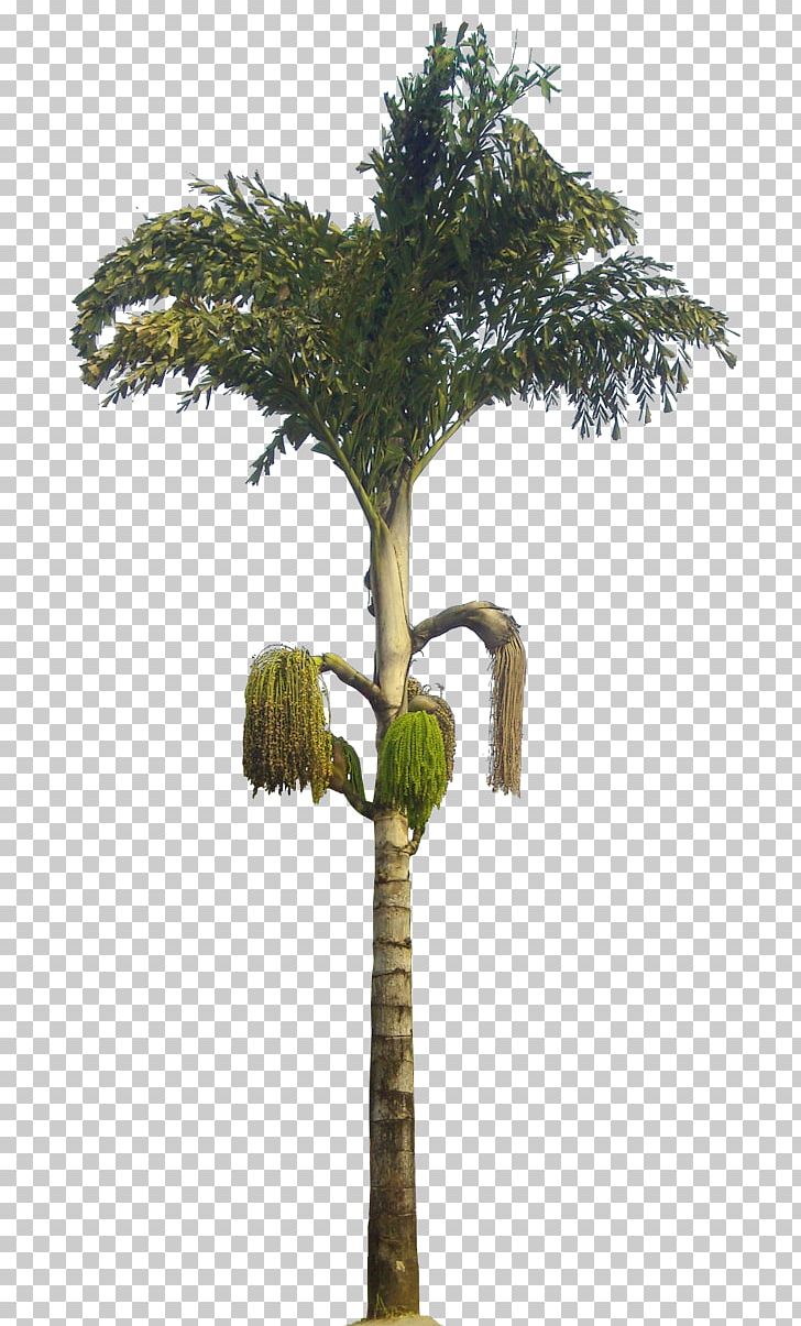 Palm Wine Caryota Urens Caryota Mitis Adonidia Plant PNG, Clipart, Adonidia, Arecaceae, Arecales, Branch, Butia Yatay Free PNG Download