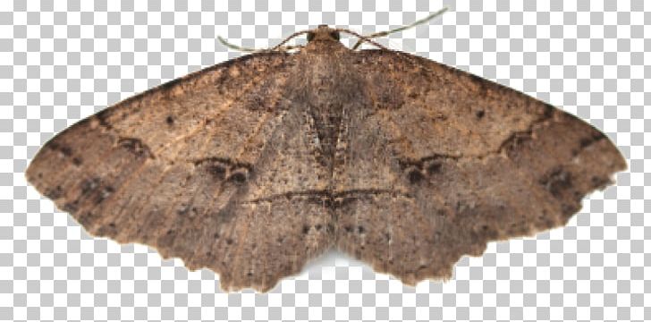 Pest Control Moths Insect PNG, Clipart, Animals, Arthropod, Background, Bozzolo, Brush Footed Butterfly Free PNG Download