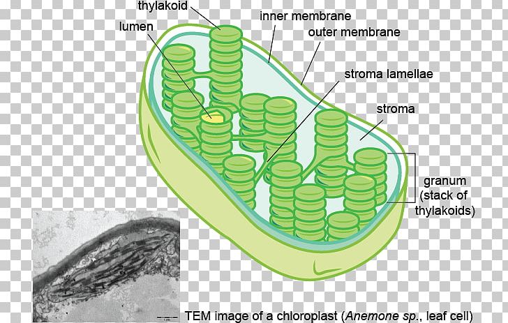 Thylakoid Chloroplast Membrane Stroma Granum PNG, Clipart, Angle, Area, Biological Membrane, Biology, Biome Free PNG Download