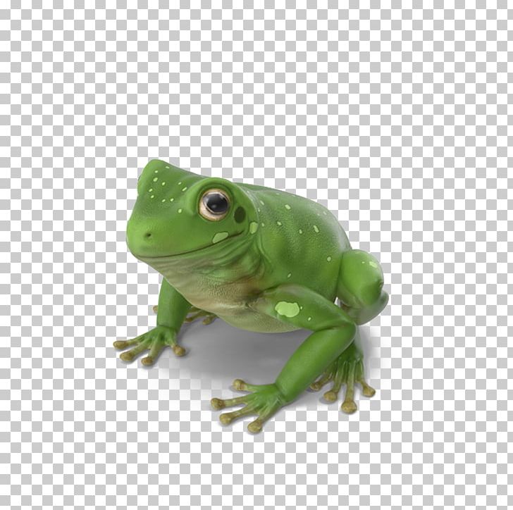 True Frog Green Tree Frog PNG, Clipart, Amphibian, Animals, Australia, Australian Green Tree Frog, Christmas Tree Free PNG Download