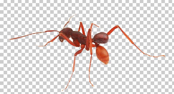 Army Ant Beetle Nymphister Kronaueri Weaver Ant PNG, Clipart, Animals, Ant, Army Ant, Arthropod, Beetle Free PNG Download