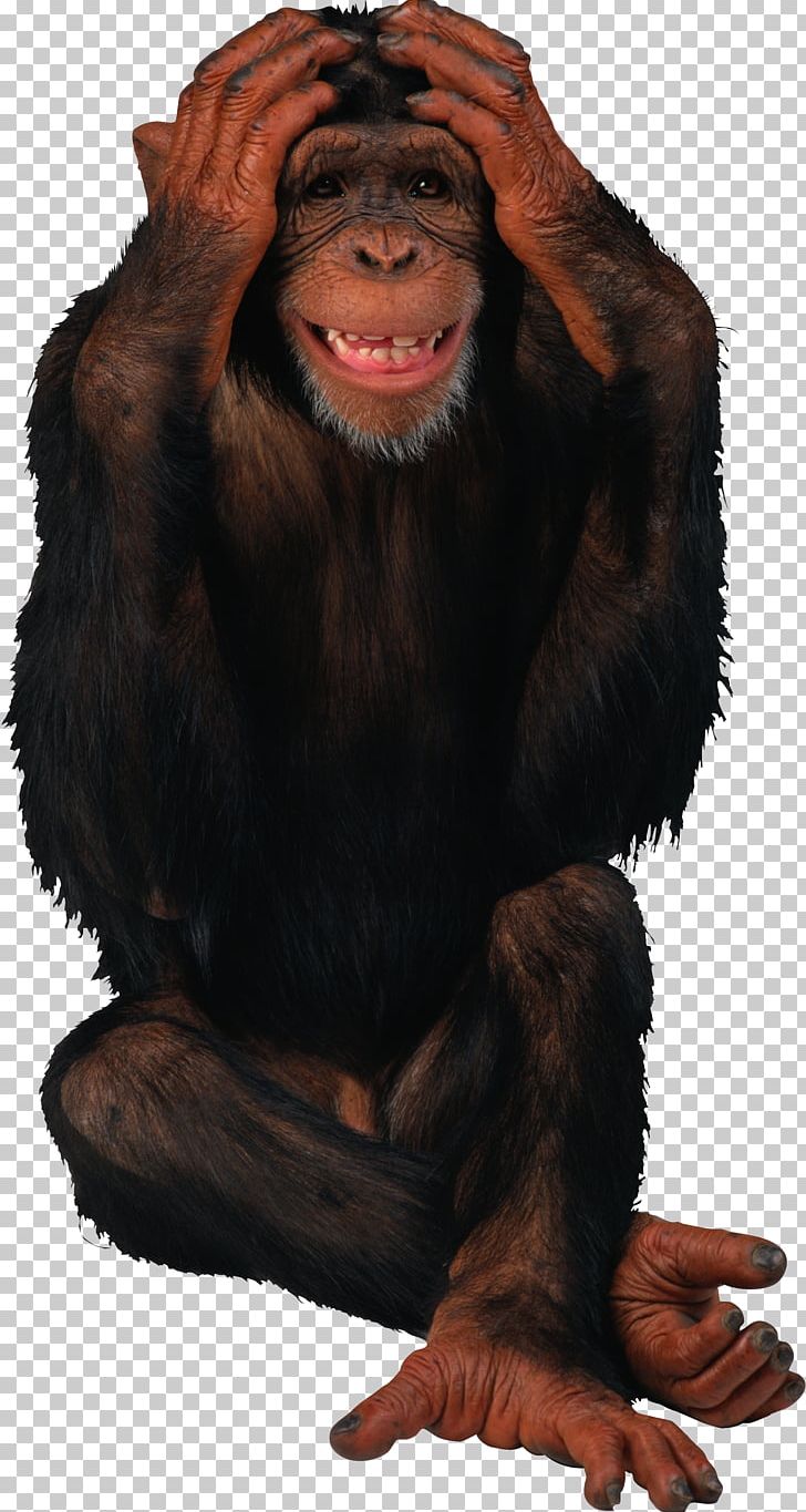 Birthday Monkey Giphy Gorilla PNG, Clipart, Animals, Animation, Birthday, Chimpanzee, Common Chimpanzee Free PNG Download