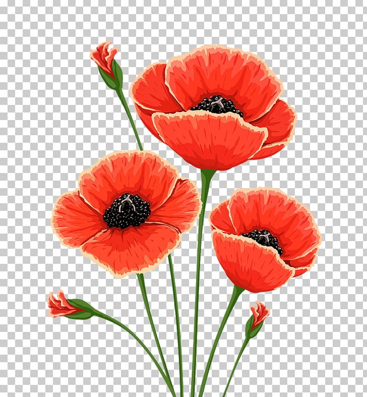 Common Poppy Flower Remembrance Poppy PNG, Clipart, California Poppy, Clip Art, Common Poppy, Coquelicot, Cut Flowers Free PNG Download