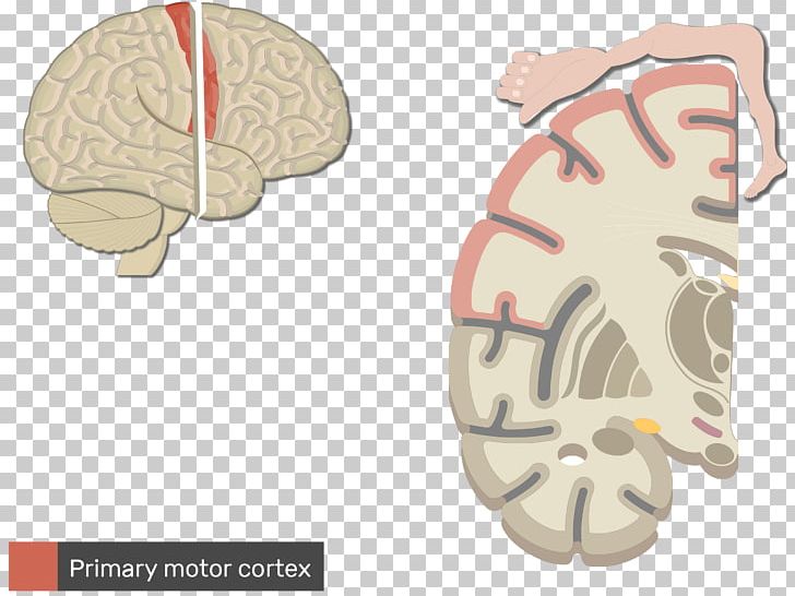 Multipolar Neuron Central Nervous System Brain PNG, Clipart, Afferent Nerve Fiber, Anatomy, Brain, Central Nervous System, Cerebral Cortex Free PNG Download