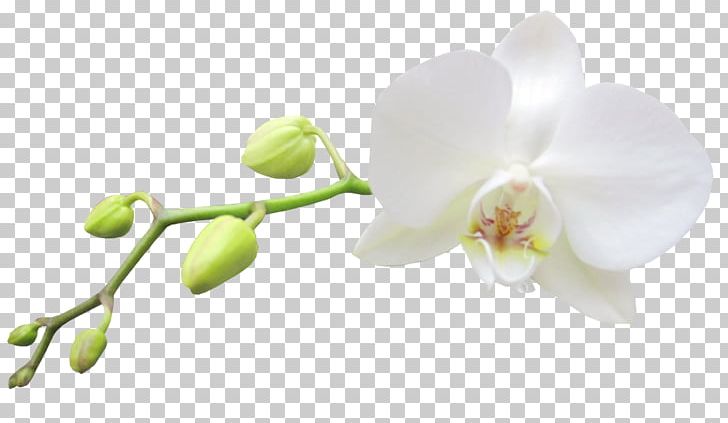 YoWorld Moth Orchids Flower PNG, Clipart, Blog, Blossom, Branch, Bud, Clip Art Free PNG Download