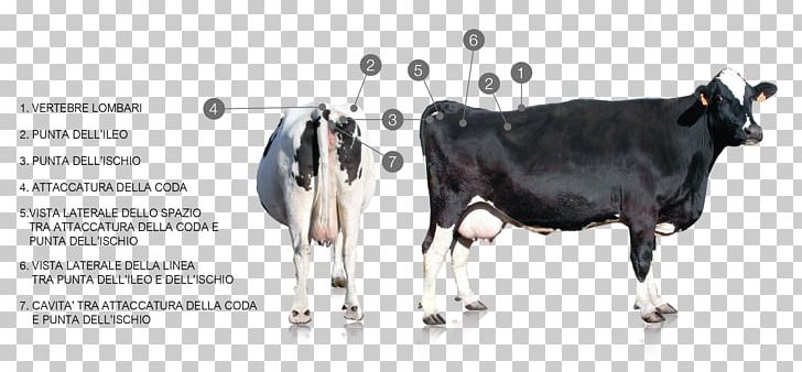 Dairy Cattle Taurine Cattle Milk Holstein Friesian Cattle PNG, Clipart, Beef, Bodyconditionscoring, Cattle, Cattle Like Mammal, Cow Free PNG Download