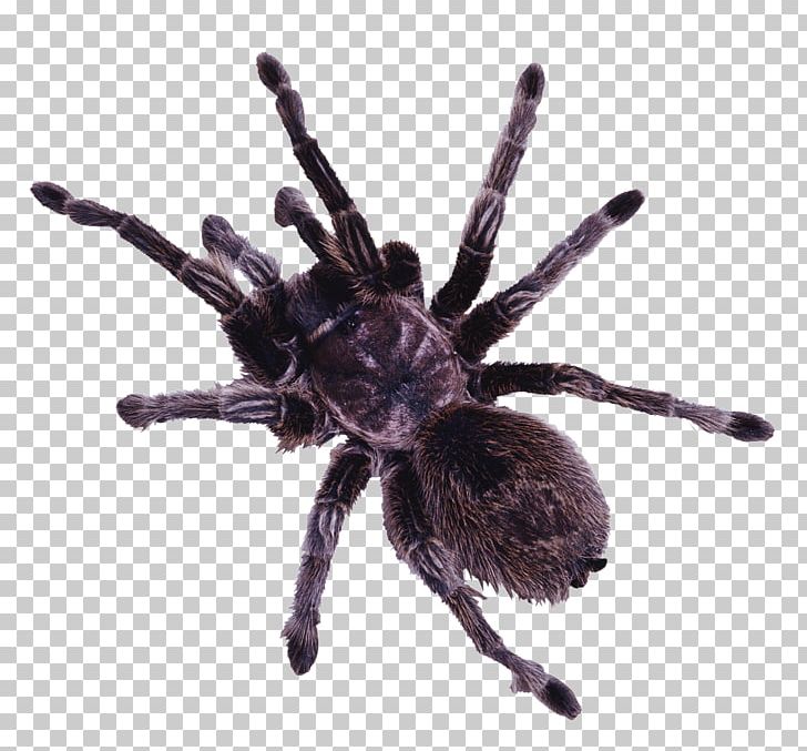 Spider PNG, Clipart, Arachnid, Arthropod, Download, Encapsulated Postscript, Image File Formats Free PNG Download