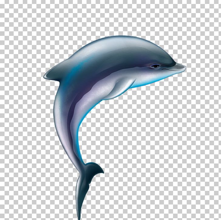 Common Bottlenose Dolphin Tucuxi Wholphin Short-beaked Common Dolphin White-beaked Dolphin PNG, Clipart, Animals, Cartoon, Cartoon, Cute Dolphin, Dolphine Free PNG Download