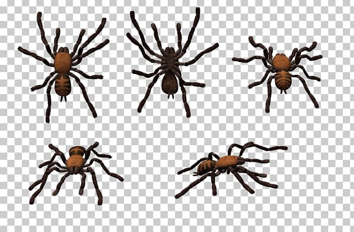 Tarantula Wolf Spider Widow Spiders Sydney Brown Trapdoor Spider PNG, Clipart, Arachnid, Arthropod, Australian Funnelweb Spider, Goliath Birdeater, Insect Free PNG Download