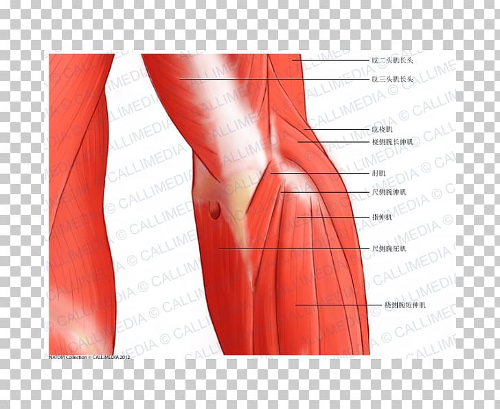 Elbow Nerve Anconeus Muscle Anatomy PNG, Clipart, Abdomen, Anatomical Terms Of Location, Anatomy, Anconeus Muscle, Angle Free PNG Download