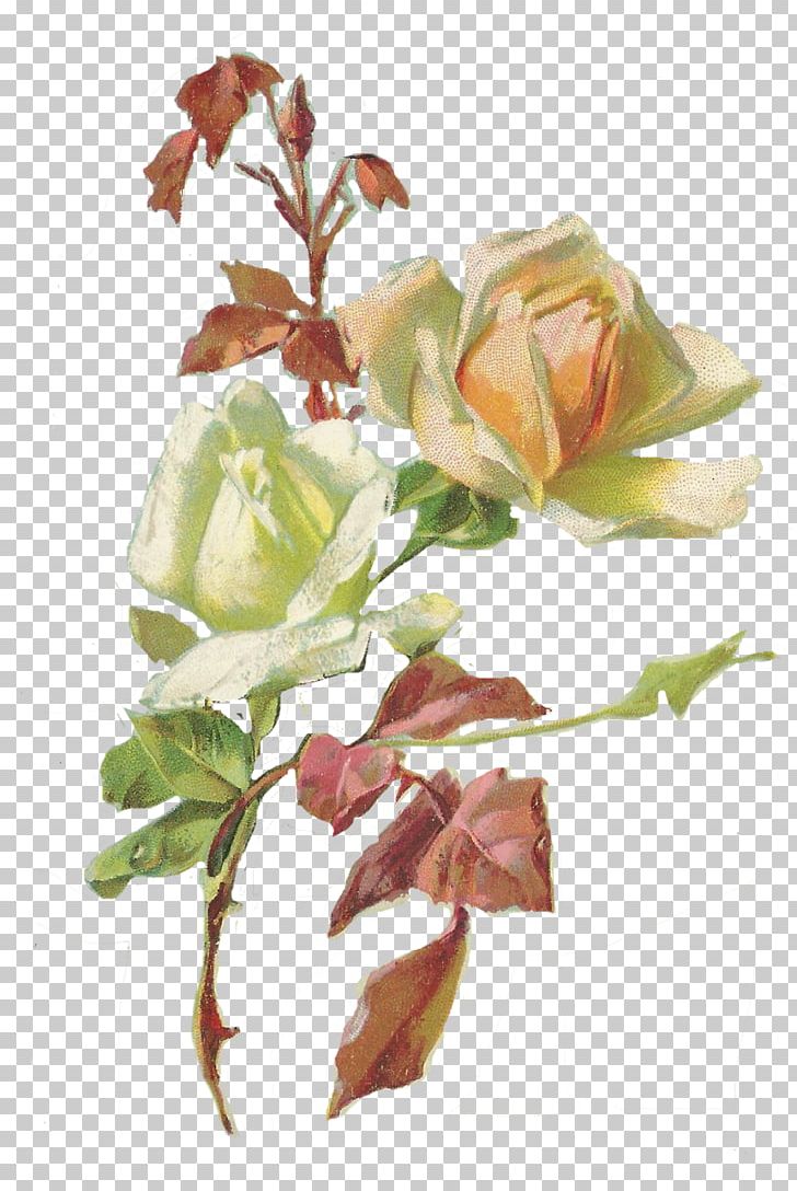Garden Roses Cut Flowers Floral Design PNG, Clipart, Birthday, Birthday Greetings, Branch, Bud, Card Free PNG Download
