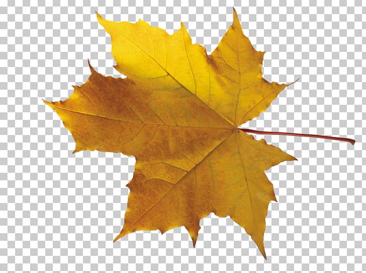 Leaf PNG, Clipart, Animation, Autumn, Computer Software, Leaf, Maple Leaf Free PNG Download