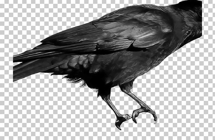 Portable Network Graphics Crow Transparency PNG, Clipart, American Crow, Animals, Beak, Bird, Black And White Free PNG Download