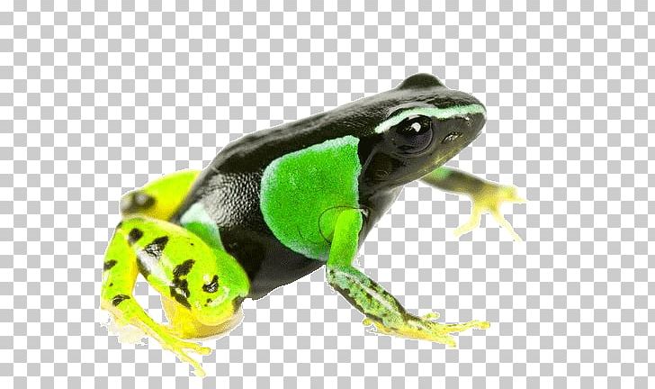 American Bullfrog Tree Frog The Photo Ark: One Man's Quest To Document The World's Animals Poison Dart Frog PNG, Clipart,  Free PNG Download
