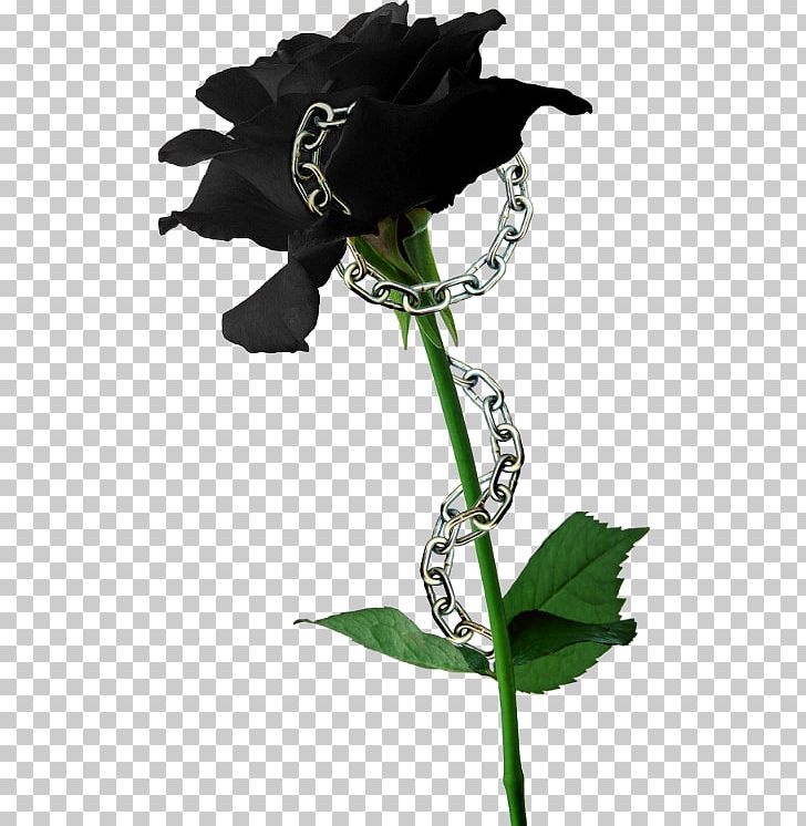 Black Rose Flower Seed Lilium PNG, Clipart, Black Rose, Color, Deco, Flora, Flower Free PNG Download