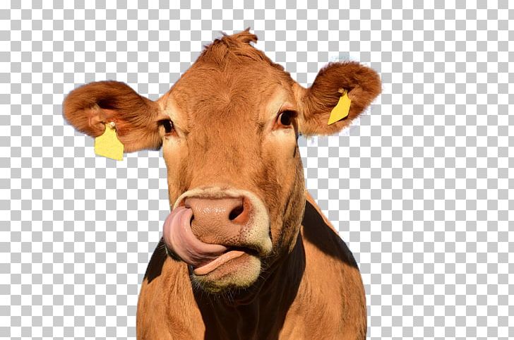 Huawei Ascend Mate7 Highland Cattle Huawei Mate 9 Telephone PNG, Clipart, Animal, Big Nose, Bulldog, Calf, Cattle Free PNG Download