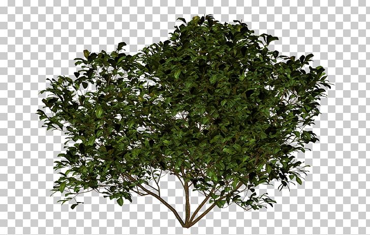 Investment Welfare Tech Invest Accelerace Russian Shrub PNG, Clipart, Accelerace, Afacere, Branch, Evergreen, Evergreen Marine Corp Free PNG Download