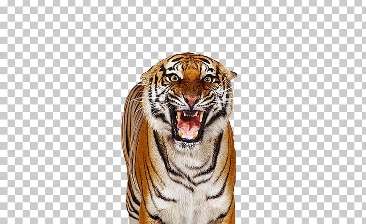 Bengal Tiger White Tiger Over The Shoulder Shot PNG, Clipart, Animals, Bengal, Big Cat, Big Cats, Carnivoran Free PNG Download