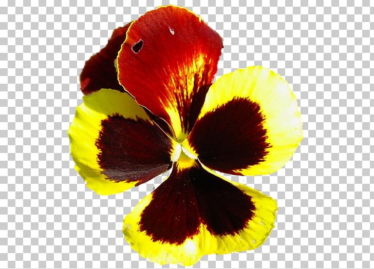 Pansy Close-up PNG, Clipart, Closeup, Fine, Flower, Flowering Plant, Others Free PNG Download