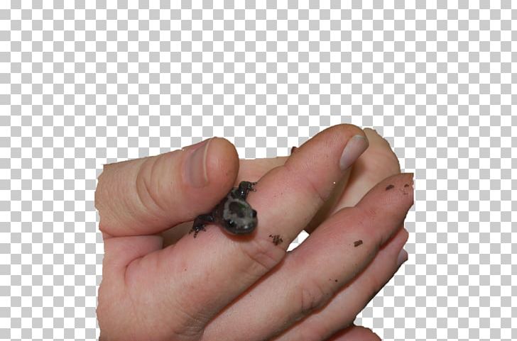 Red-backed Salamander Finger Scorpion Animal PNG, Clipart, Amphibian, Animal, Animal Bite, Animals, Berry Bugs Free PNG Download