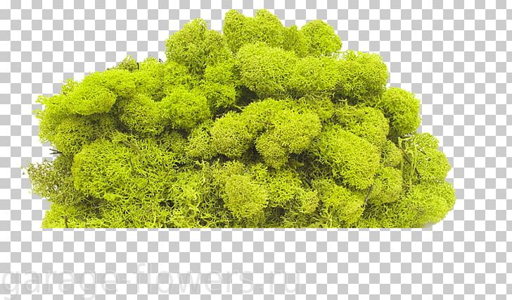 Yagel Стабилизированный мох Moss Green Plant PNG, Clipart, Advent Wreath, Bark, Color, Conifer Cone, Flower Free PNG Download