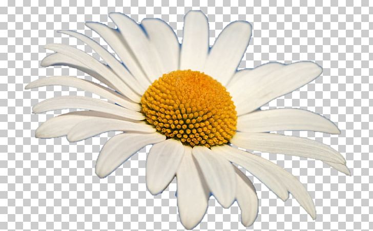 Common Daisy Oxeye Daisy Stock Photography PNG, Clipart, Chamaemelum Nobile, Chrysanths, Common Daisy, Cut Flowers, Daisy Free PNG Download