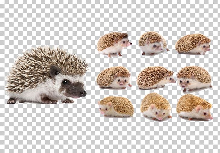 Four-toed Hedgehog Animal PNG, Clipart, Animals, Atelerix, Chong, Cute Animal, Cute Baby Free PNG Download