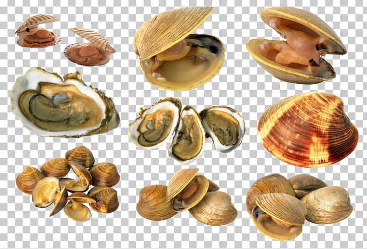 Cockle Mussel Clam Bivalvia PNG, Clipart, Animals, Animal Source Foods, Bivalvia, Caracol, Clam Free PNG Download
