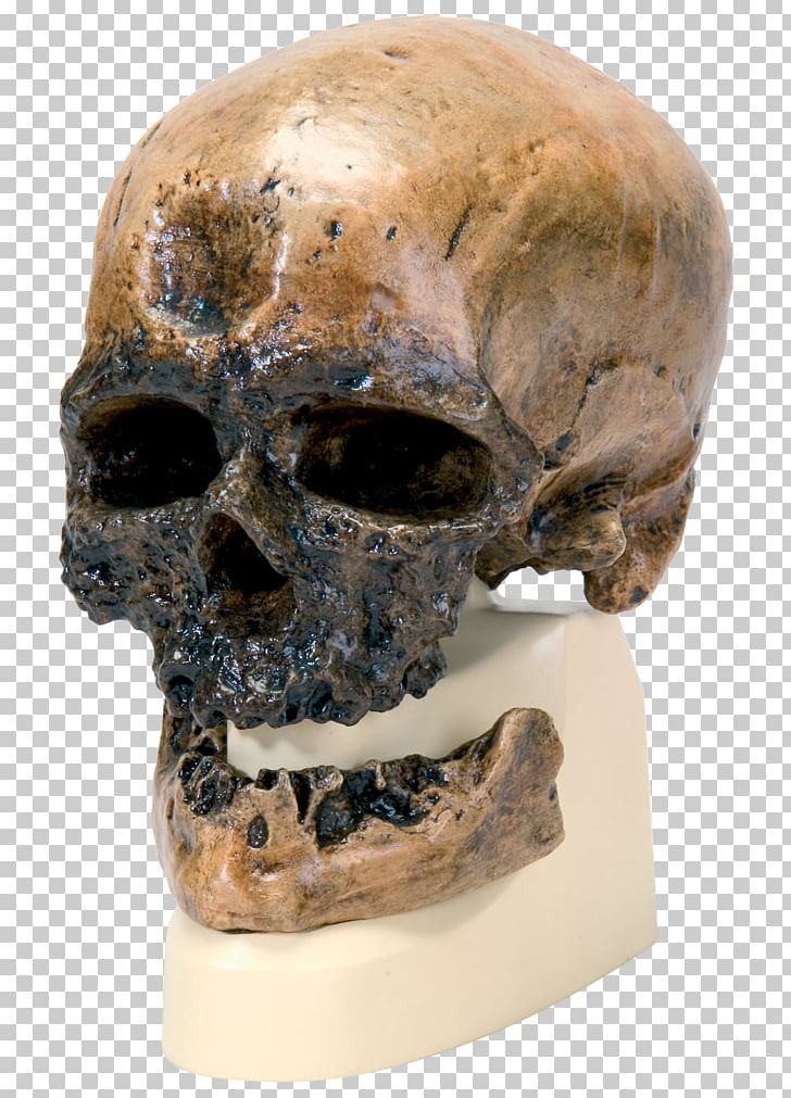 Cro-Magnon Rock Shelter Neandertal Homo Sapiens Peking Man Skull PNG, Clipart, Anatomy, Archaic Humans, Bone, Cro, Fantasy Free PNG Download