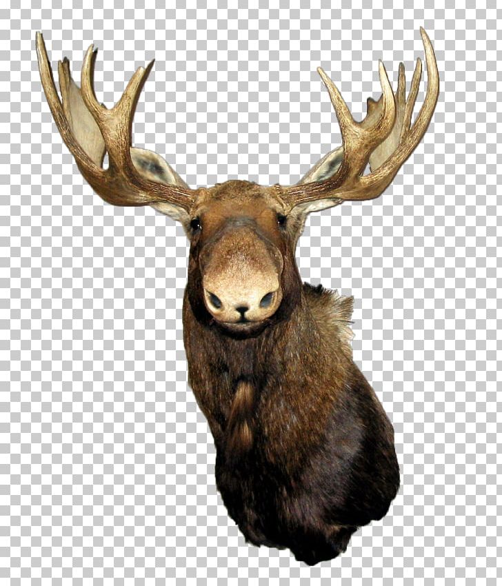 Moose Red Deer Elk PNG, Clipart, Animals, Antler, Deer, Desktop Wallpaper, Elk Free PNG Download