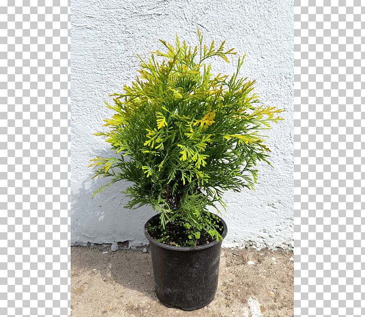 Conifers Tree Evergreen Shrub Juniper PNG, Clipart, Arborvitae, Bonsai, Box, Buxus Sempervirens, Conifer Free PNG Download