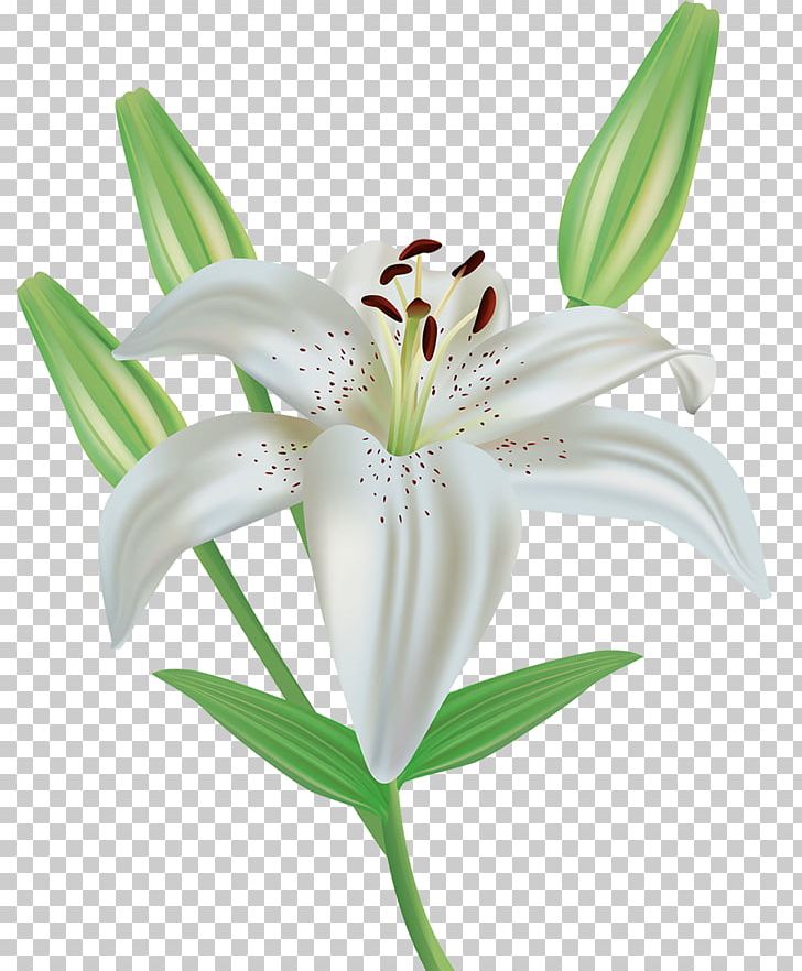 Easter Lily Flower Lilium Candidum PNG, Clipart, Arumlily, Calla Lily, Cut Flowers, Flower, Flowering Plant Free PNG Download
