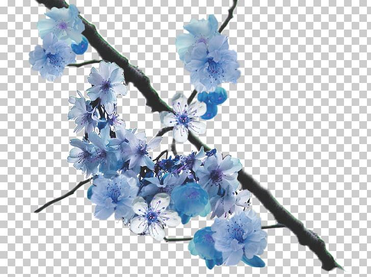 Flower Cherry Blossom East Asian Cherry PNG, Clipart, Artificial Flower, Blossom, Blue, Branch, C 0 Free PNG Download