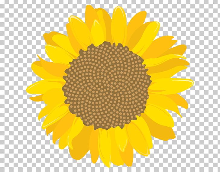 University Of Costa Rica Education Student Common Sunflower PNG, Clipart, Campus, Common Sunflower, Daisy Family, Education, Examination Free PNG Download